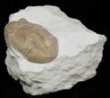 Asaphus Platyurus Trilobite - Russia #31312-2